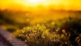 S15全球总决赛战队巡礼：LPL、LCK、LEC、LCS四大赛区巅峰对决